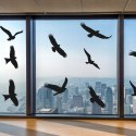 NAKLEJKI ODSTRASZAJĄCE PTAKI NA SZYBĘ WITRYNĘ - DUŻY ZESTAW 9 SZTUK ZESTAW